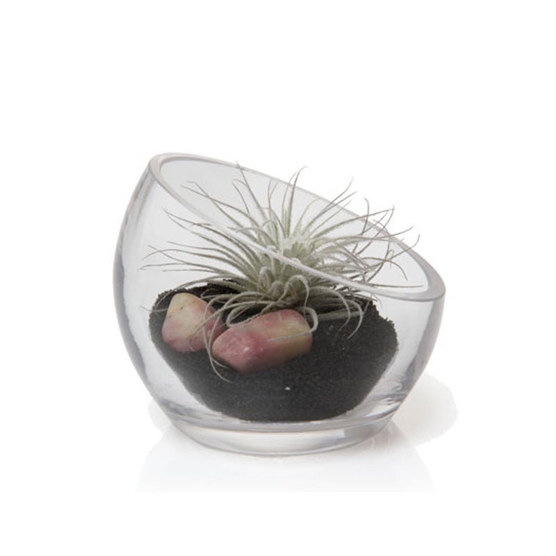 Chive - Round, Handmade Clear Glass Bowl for Succulents, Cacti, Air Plants, Moss, Tillandsia, Bromeliads, Terrarium (Small)